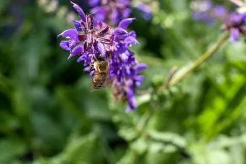 Honey Bee Foto stock