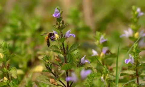 Honey bee Stock Photos