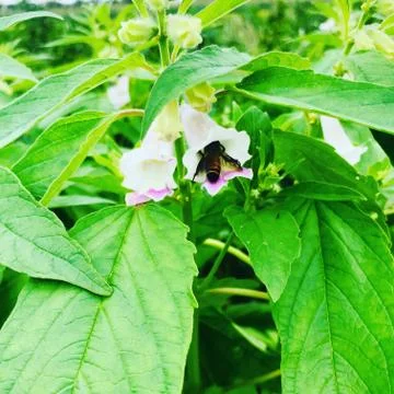 Honey bee Foto stock