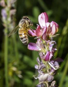 An Honey bee 库存照片