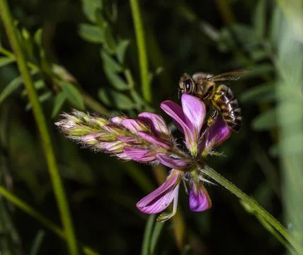 An Honey bee Foto stock