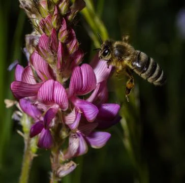 An Honey bee 库存照片