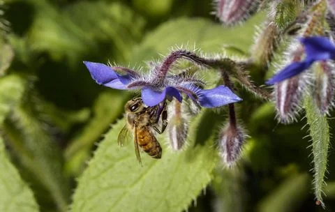 An Honey bee Foto stock