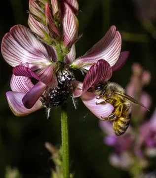 An Honey bee 写真素材