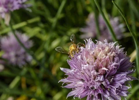 An Honey bee Stock Photos