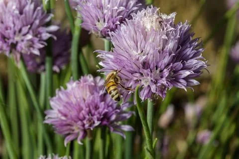 An Honey bee 写真素材