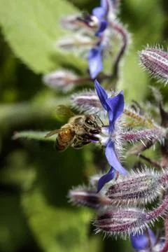 An Honey bee 写真素材