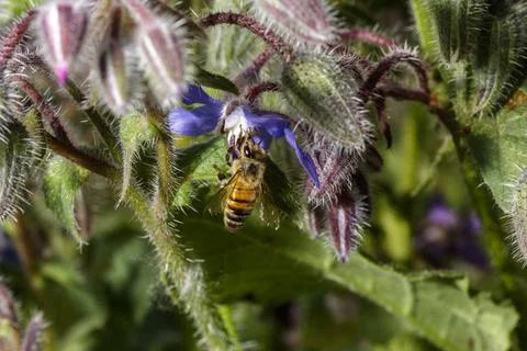 An Honey bee Fotos Stock