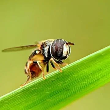 HONEY BEE Foto stock