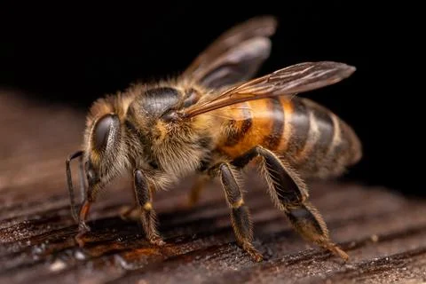 Honey Bee 스톡 사진