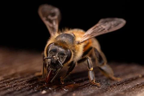 Honey Bee Foto stock
