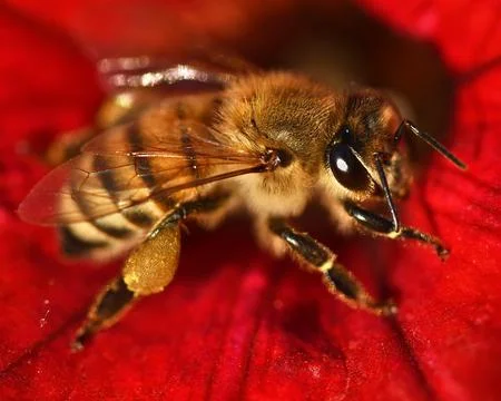 Honey Bee Stock Photos
