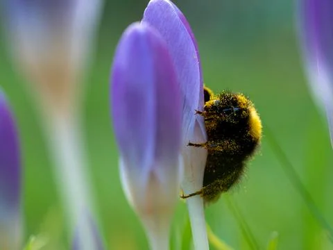 Honey bee Stock Photos