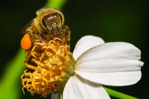 Honey bee Stock Photos