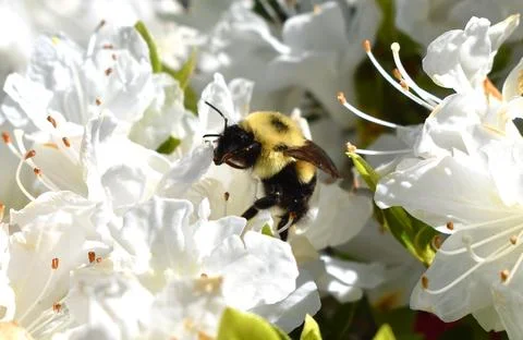 Honey Bee Stock Photos