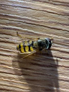 Honey bee Stock Photos