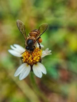 Honey bee Stock Photos