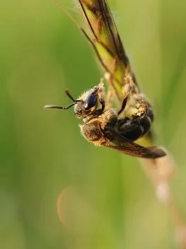 Honey bee Fotos de archivo
