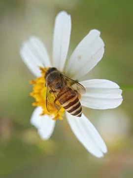 Honey Bee Stock Photos