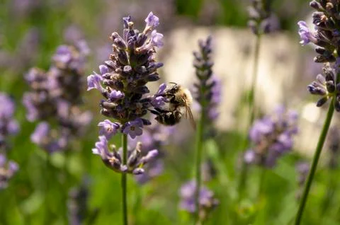 Honey Bee picking nectar in a lavender garden. Blooming herbals. Purple flowe Foto stock