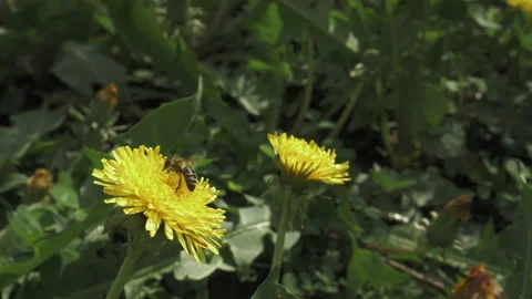 The honey bee picks up pollen from a dandelion flower Stock Footage 188551387