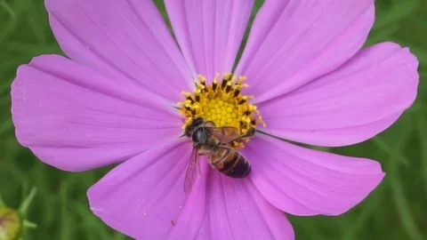 Honey bee on pink flower Stock Footage 83433701