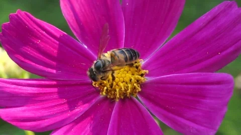 Honey bee on pink flower Stock Footage 83433705