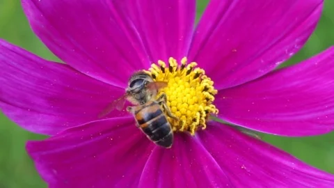 Honey bee on pink flower Stock Footage 83433757