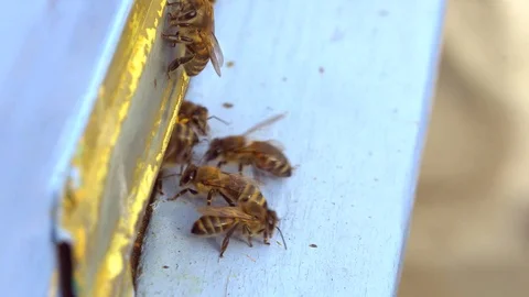 Honey Bee With Pollen Baskets Vídeo Stock 126566321