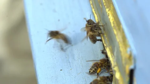 Honey Bee With Pollen Baskets Vídeo Stock 127738352