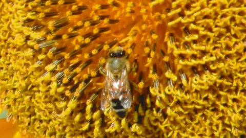 Honey bee in pollen cleans itself on a sunflower Vídeos de archivo 158248642