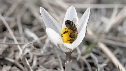 A honey bee with pollen on its body pollinates the snowdrop flower. Stock Footage 150034785