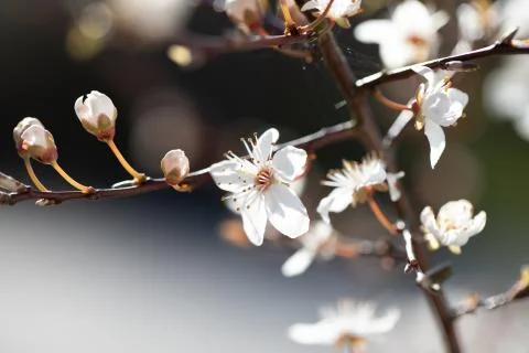 A honey bee with pollen on its legs collects nectar from the flowers of a plu Stock Photos