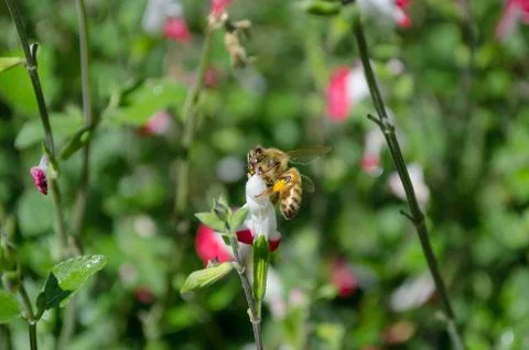 Honey Bee Pollen Foto stock