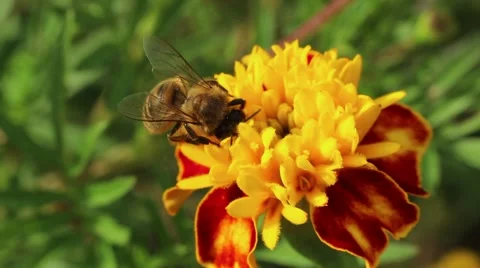 Honey bee pollinate flower Stock Footage 55493689