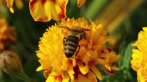 Honey bee pollinate flower Video stock 55493848