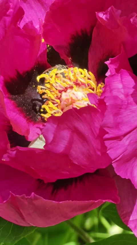 Honey bee pollinate tree peony flowers. Bees gather nectar form peony at spring. Stock Footage 308325875