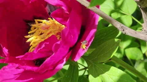 Honey bee pollinate tree peony flowers. Bees gather nectar form peony at spring. Stock Footage 308325883
