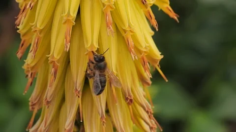 Honey bee pollinates blooming Aloe Vera flowers. Stock Footage