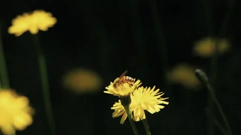 Honey bee pollinates dandelion and flies away 스톡 동영상 244967592