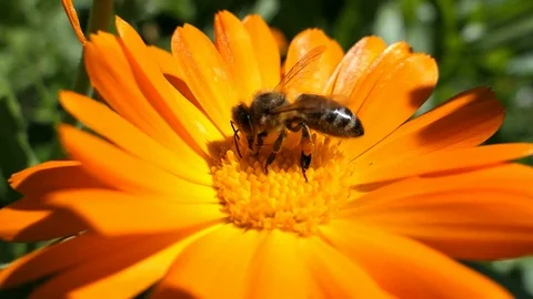 Honey Bee Pollinates Flower Close Up Slow Motion Stock Footage 102937750
