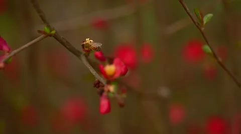 Honey Bee Pollinates Flower Stock Footage 50616694