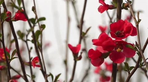 Honey Bee Pollinates Stock Footage 50616023