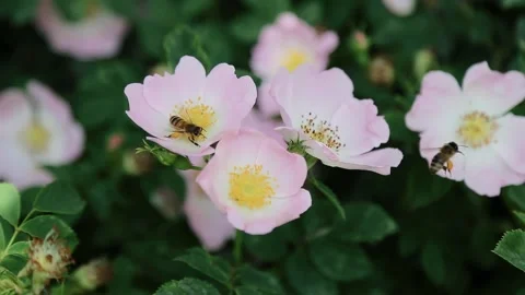 A honey bee pollinates a garden flower. A bee collects nectar from a flower Bud Stock Footage 138897729