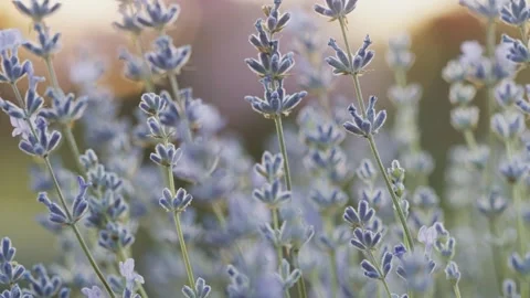 Honey bee pollinates lavender flowers. Plant decay with insects., sunny lavender Stock Footage 265654773