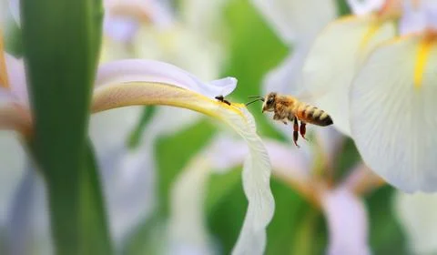 A honey bee pollinates a light blue iris flower, an ant tries to stop her Stock Photos