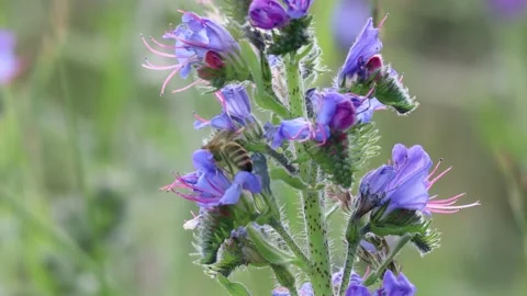 Honey Bee Pollinates on Meadow, 4k Stock Footage 134314857