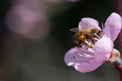 Honey bee pollinates peach blossom on background of blue sky Stock Photos