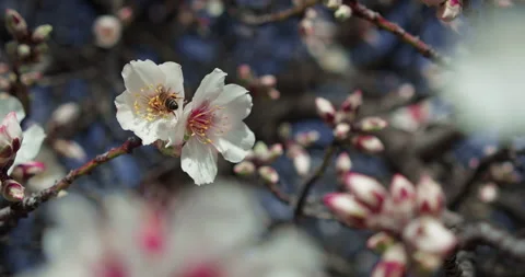 Honey bee pollinates pink cherry blossoms in spring wild nature. Video stock 237842275