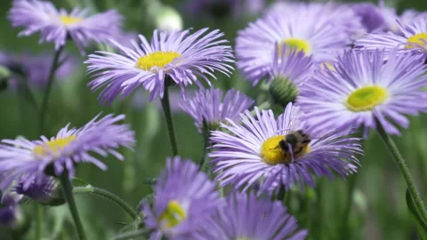 A honey bee pollinates purple chamomile flowers Stock Footage 243376761